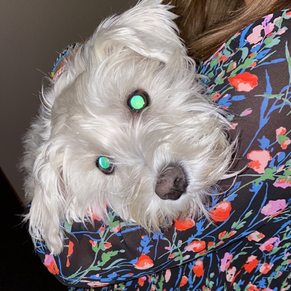 Meet your Posher, Ella